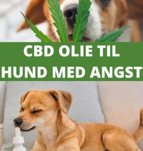 CBD olie til hund med angst - beroligende til stresset hund