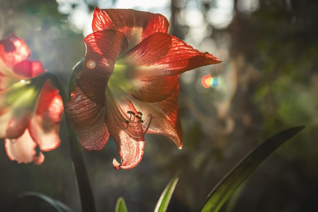 Rød og hvidstribet amaryllis i fuld blomst i blødt modlys med lange grønne blade