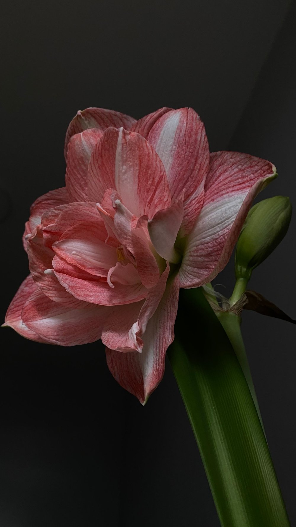 Fyldt amaryllis med lyserøde og hvidstribede kronblade og en grøn knop på vej mod en mørk baggrund