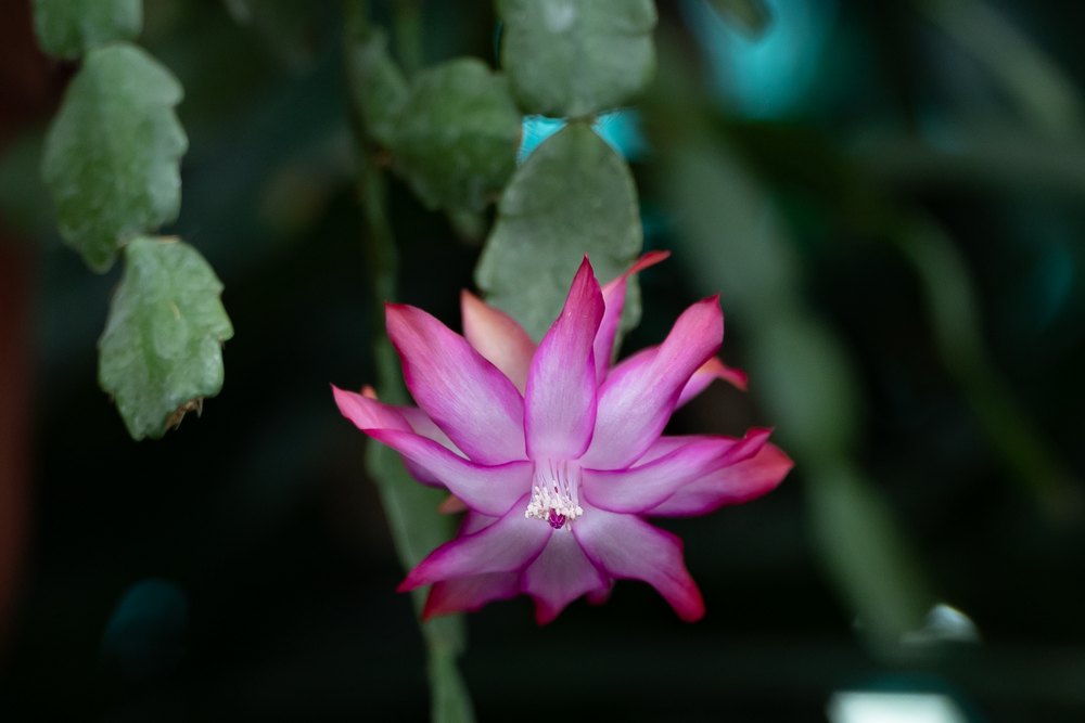 Lyserød julekaktusblomst foran grønne led med små takker i kanten