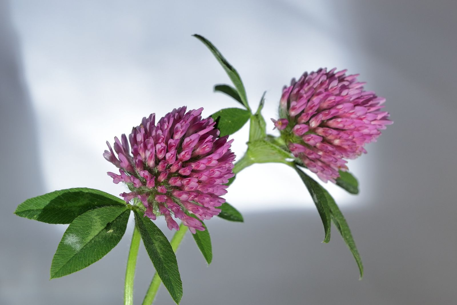 Blomstrende rødkløver med lyserøde blomsterhoveder – planten bag mange tilskud med isoflavoner i overgangsalderen